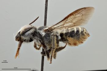 Media type: image;   Entomology 791898 Aspect: habitus lateral view